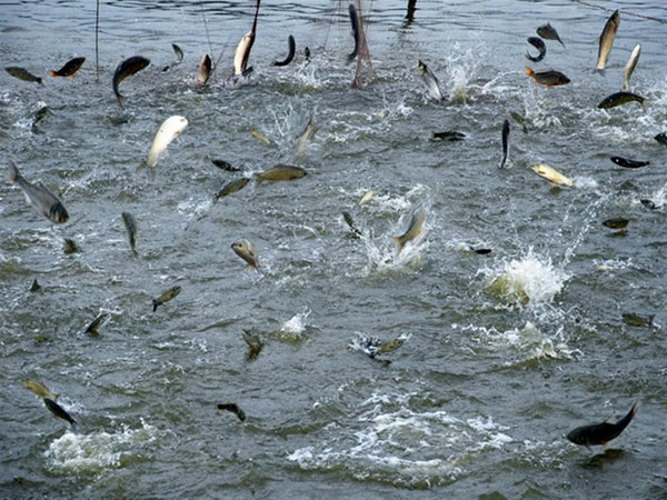 大型水產(chǎn)養(yǎng)殖需要什么機(jī)械設(shè)備？